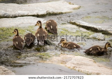 Little ducklings (spot billed duck) searching for food in the river.