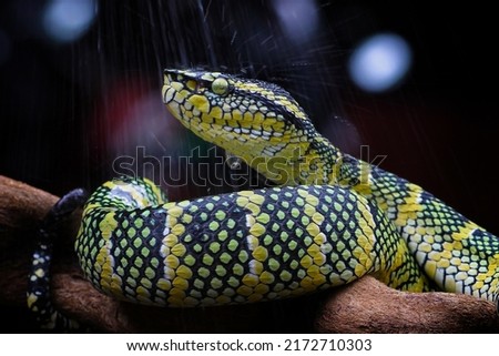 wagleri pit viper snakes, tropidolaemus wagleri