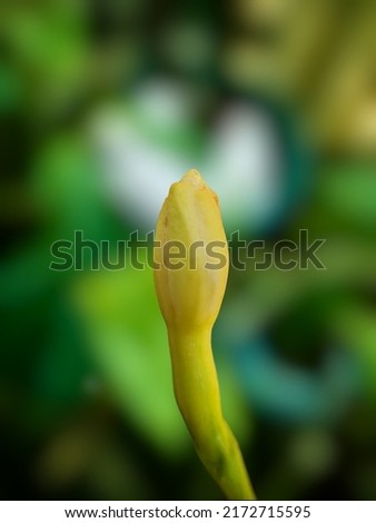 selective focus from a close up photo of a flower bud that has not yet bloomed