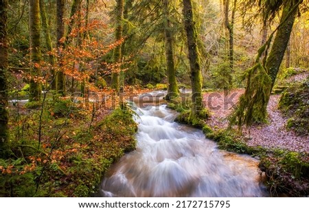 A fast stream in the autumn forest. River stream in autumn mossy forest