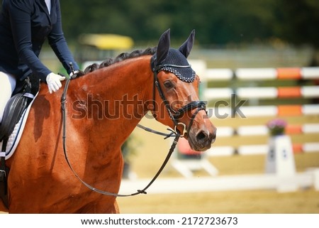 Dressage horse is praised by the rider after the test, head portraits of the horse with the rider in the section. Royalty-Free Stock Photo #2172723673