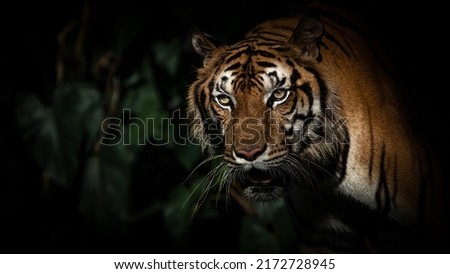 A tiger goes down to hunt in a pond at night. Royalty-Free Stock Photo #2172728945