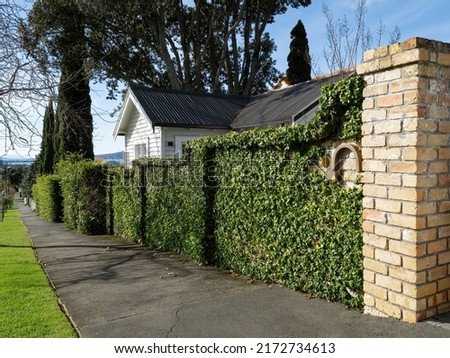 Brick fence with climbing hedge plant