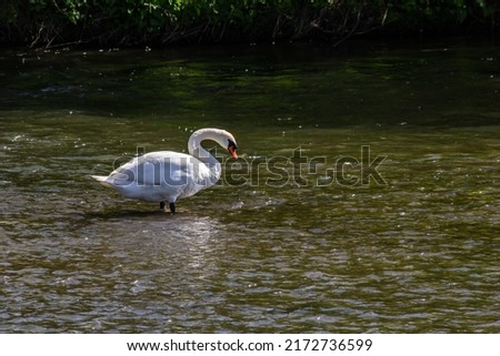Whooper swan - Cygnus olor in the water on a dark background. River, summer evening.