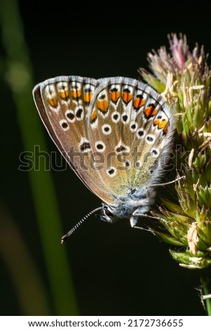 Close-up photo of butterfly Polyommatus Icarus which sits on a dry grass.