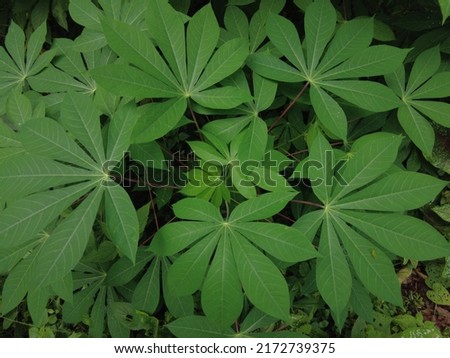 Cassava (Manihot esculenta) plant, close-up view

