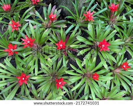 Exotic plants in Nong Nooch Tropical Garden