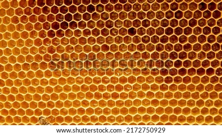 Honeycombs, honey glitters inside. Panorama of hexagonal golden cells Royalty-Free Stock Photo #2172750929