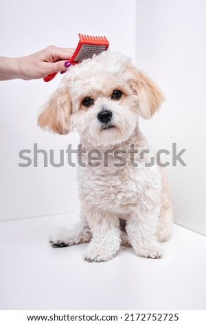 The girl combs the hair of a domestic pet puppy breed Maltipoo