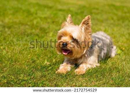 Yorkshire terrier resting on green grass