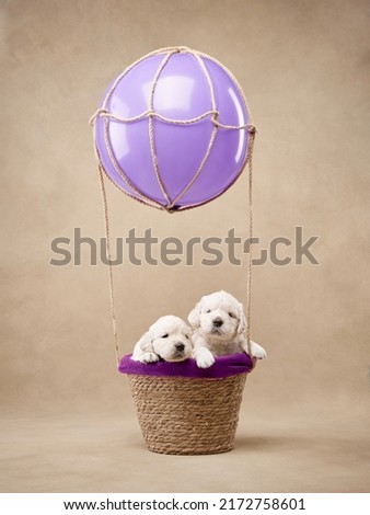 puppies in a basket with balloons. Golden retriever babies on a colored background. sleeping dog