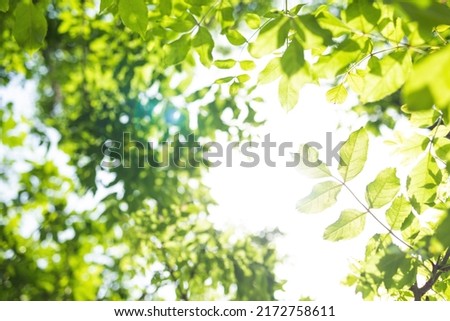 Upward glance to sun rays shines through forest trees. Scattered sunlight that filters through green elm leaves. Sunny summer nature background with sunshine radiant bokeh. Japanese Komorebi concept Royalty-Free Stock Photo #2172758611
