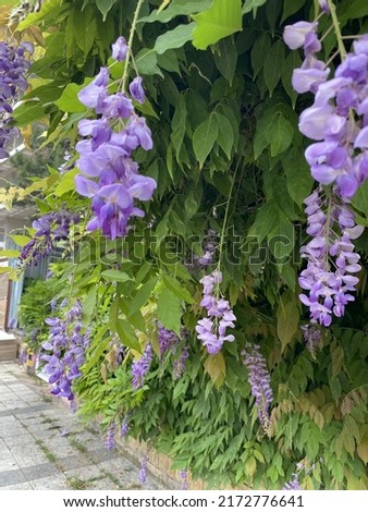 photo of beautiful fresh pale purple wisteria flowers in greenery close-up. High quality photo