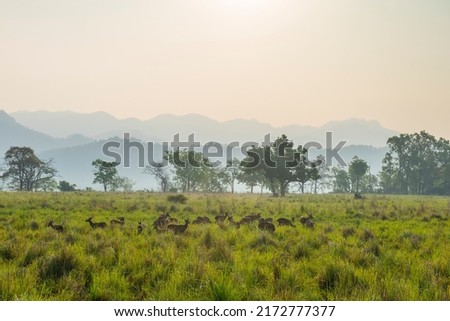 Herd of spotted deer in lush green grasslands in Corbett Tiger reserve, India Royalty-Free Stock Photo #2172777377