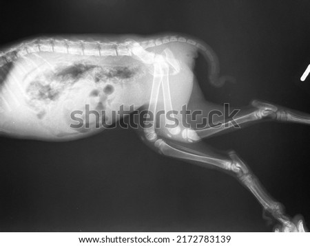 Cat x-ray film shows a hip fracture on left back leg. Royalty-Free Stock Photo #2172783139
