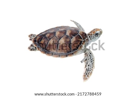 sea turtle which isolated on a white background.which ideal for use in the design put images and insert text.