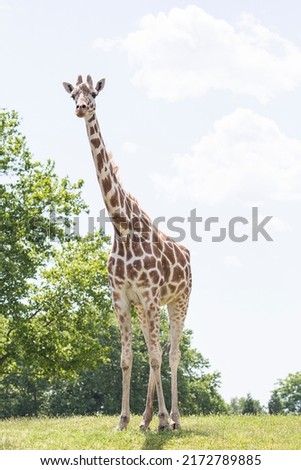 The giraffe is a tall African hoofed mammal belonging to the genus Giraffa. It is the tallest living terrestrial animal and the largest ruminant on Earth. Royalty-Free Stock Photo #2172789885