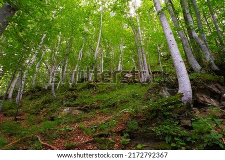Forest with beech trees in summer in the Apennines