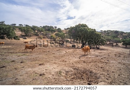 Some cows graze while others rest lying down, ruminating, in the pastures of the dehesa of Extremadura, between oaks and cork oaks. Royalty-Free Stock Photo #2172794057