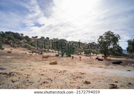Some cows graze while others rest lying down, ruminating, in the pastures of the dehesa of Extremadura, between oaks and cork oaks. Royalty-Free Stock Photo #2172794059