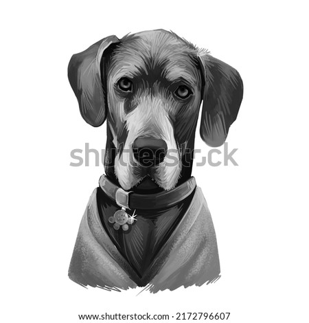 Great Dane, Deutsche Dogge, German Mastiff dog digital art illustration isolated on white background. Germany origin working, guardian dog. Pet hand drawn portrait. Graphic clip art design