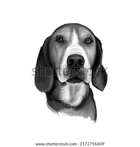 Hamiltonstovare, Hamilton Hound, Swedish Foxhound, Hamilton dog digital art illustration isolated on white background. Sweden origin hunting dog. Pet hand drawn portrait. Graphic clip art design