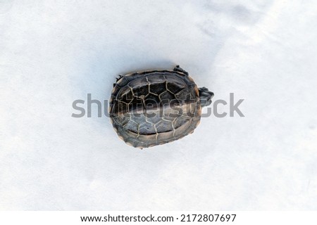 Baby Reeves Turtle, Mauremys reevesii, also known as the Chinese Pond Turtle, Three-keeled or Coin turtle, native to China and Taiwan, seen from the top and the three keels or ridges