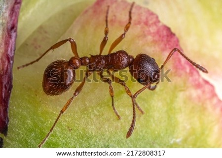 red ant, Solenopsis invicta, Red imported fire ant, RIFA, is one of the world's most dangerous invasive ant species with a strong sting and venom.