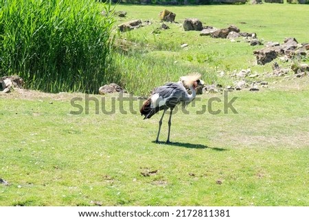 Picture of a pretty South Africa crowned crane at the zoo