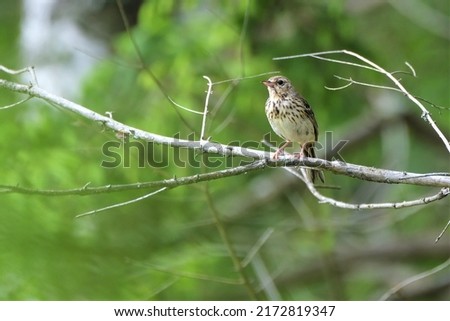 Portrait of a juvenile tree pipit (Anthus trivialis) perched on a branch Royalty-Free Stock Photo #2172819347