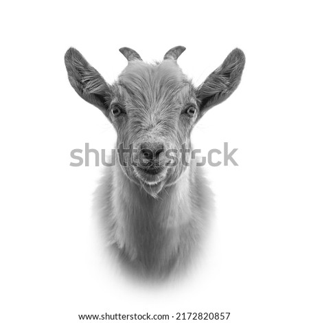 Close-up portrait of a goat on a white background. Black and white photography. Young goat.