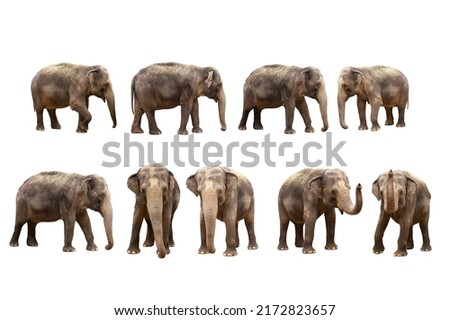  asian elephant isolated on white background