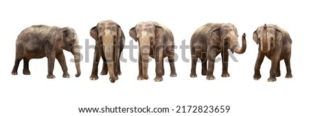  asian elephant isolated on white background