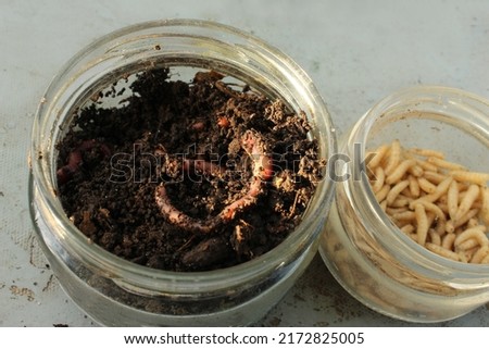 Close-up of glass jars with california fishing worm and fly larva, fishing bait. Topic: bait for fish carp, perch, carp, eel, roach, bleak, crucian carp, gudgeon, bream. Put on a hook