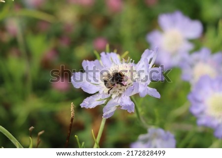 bee in flowers in search for nectar and adventure