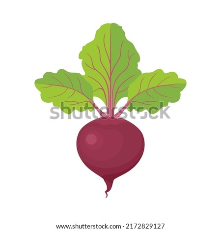 Beetroot vector flat icon. Healthy food. Illustration of cartoon vegetable isolated on white. Royalty-Free Stock Photo #2172829127