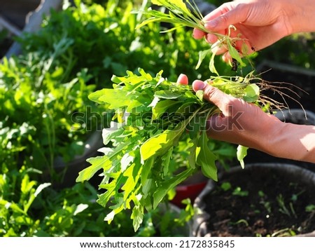 Italian arugula green leaves harvested in garden women. The girl collects bunch useful organic greens. Good harvest Royalty-Free Stock Photo #2172835845