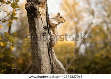 Cute Squirrel on Tree Branch 