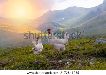 Chickens on the background of the sunset. Chickens roaming a high altitude plateau and eating grain. Royalty-Free Stock Photo #2172841265