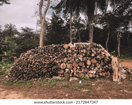 3D Beautiful Cut Logs in the Forest