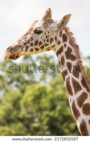 The giraffe is a tall African hoofed mammal belonging to the genus Giraffa. It is the tallest living terrestrial animal and the largest ruminant on Earth. Royalty-Free Stock Photo #2172850587