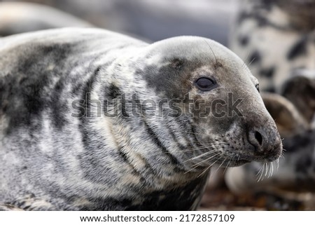 Seals are found along most coasts and cold waters, but a majority of them live in the Arctic and Antarctic waters.