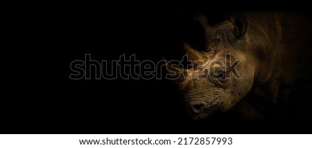Wallpaper rhinocero on the black background. Isolted rhino on black. Popular african animal. Prepaire for use. Proposal for web, banner, website, work, article, protected, save, enviroment.
