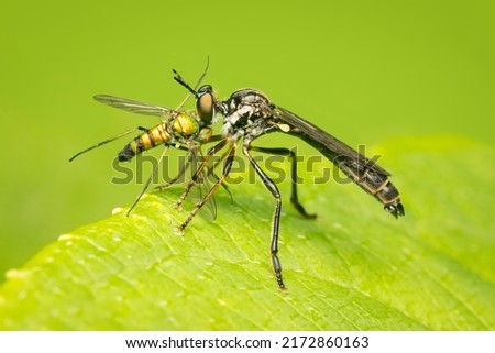 Robber fly and its prey on a green leaf and blurred background
