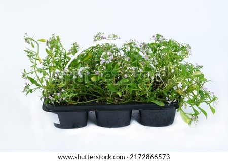 Seedlings of green grass in plastic pot isolated on white background.Flat lay, top view. Horizontal banner. Plant leaves close-up details.