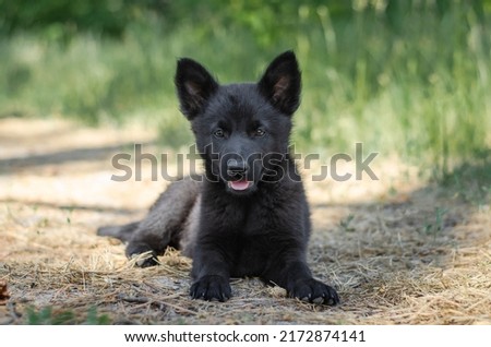 Cute black mix breed puppy in grass. Outbred dog in summer forest Royalty-Free Stock Photo #2172874141