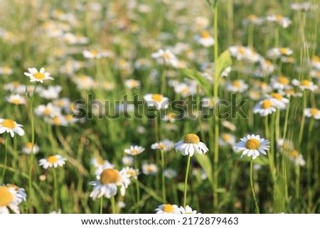 daisy, chamomile field of flowers. Selective focus