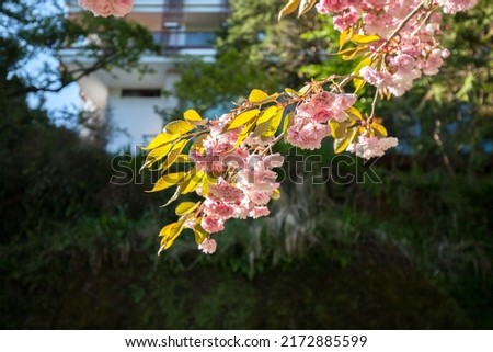 Cherry blossom in the spring time