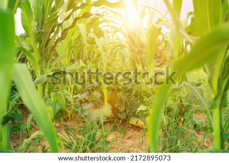 green corn on the field, sunshine