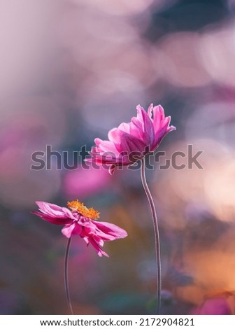 Close up of two pink anemone flowers against dreamy, soft and hazy background with bokeh bubbles and sunlight. Shallow depth of field Royalty-Free Stock Photo #2172904821
